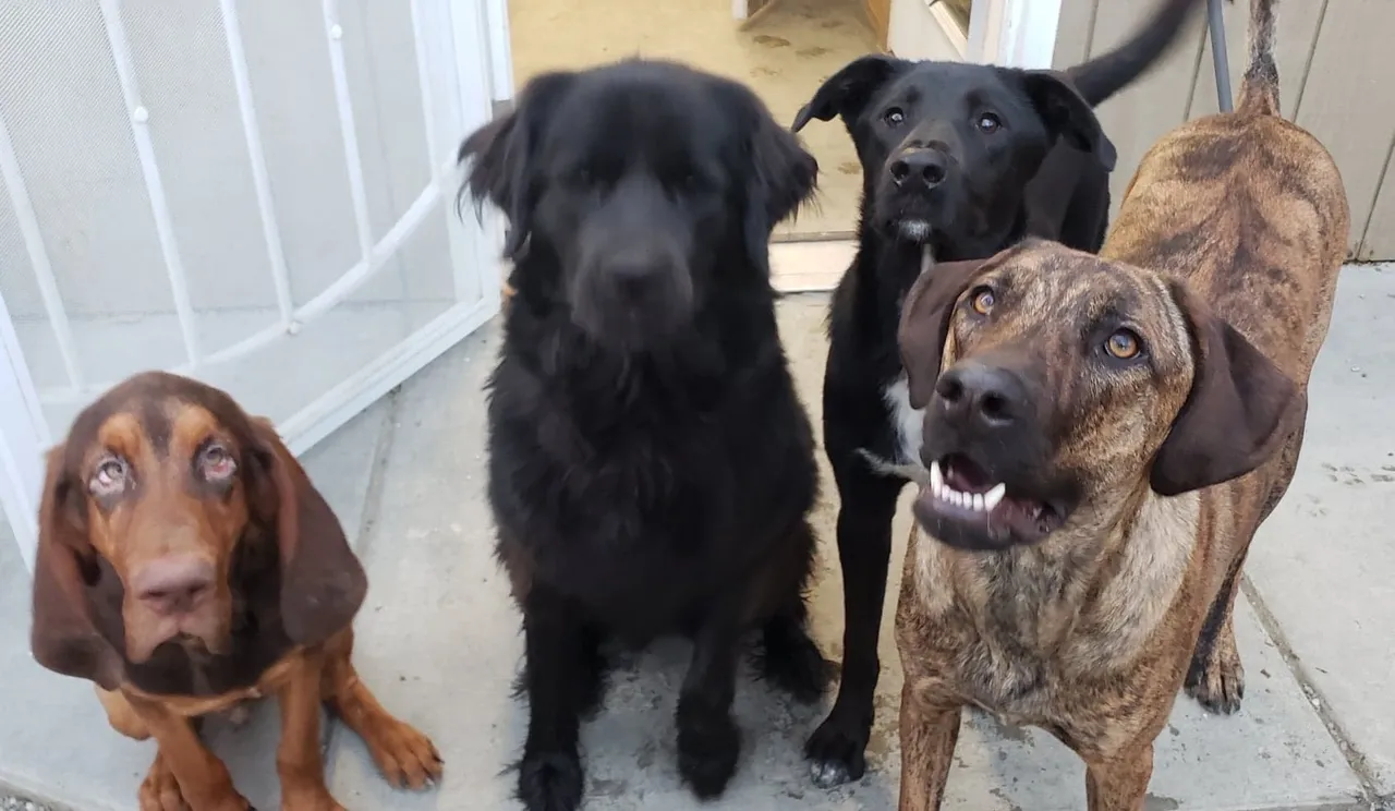 Dogs gathered at the entrance steps
