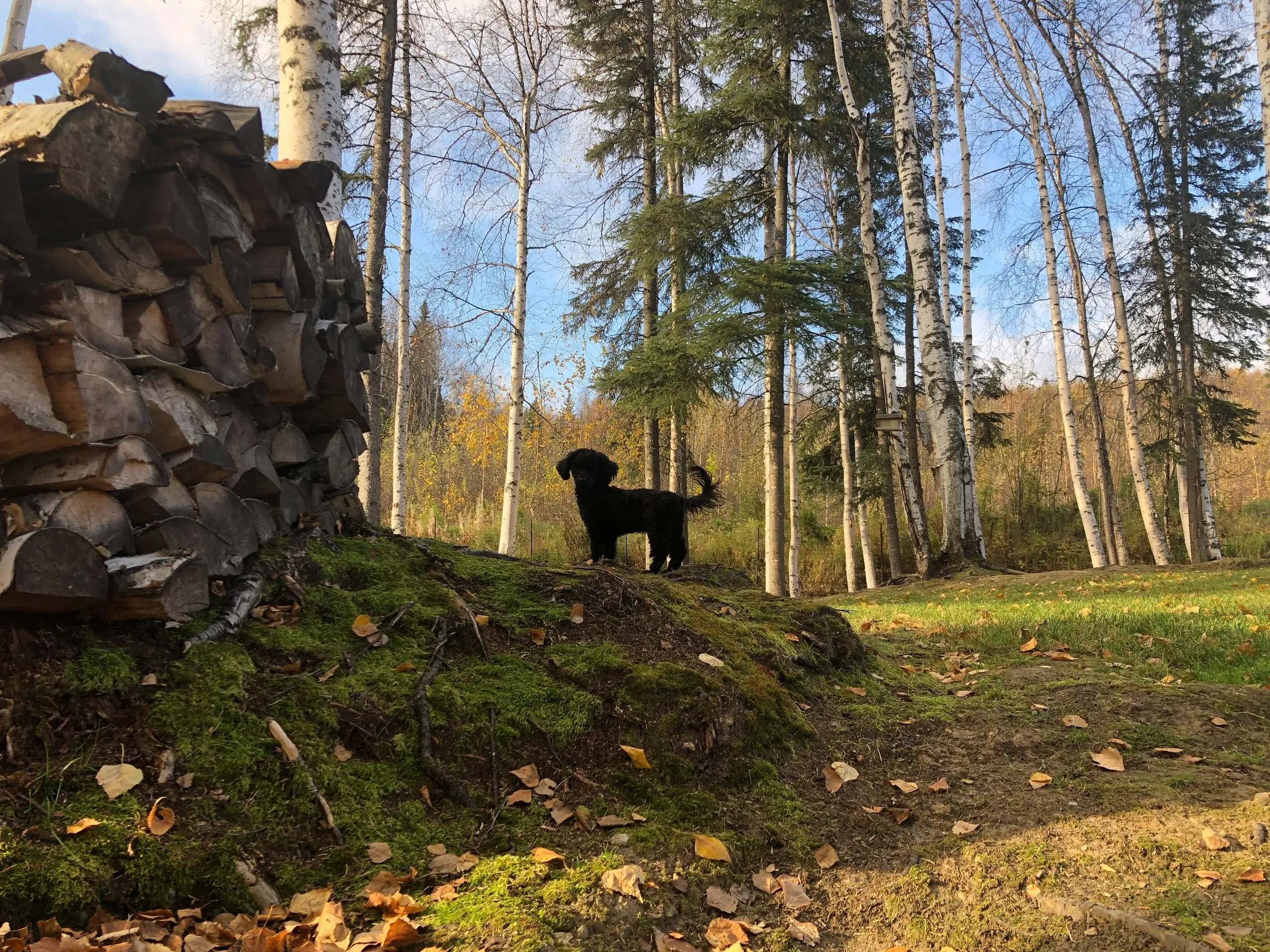 Black dog exploring autumn woods