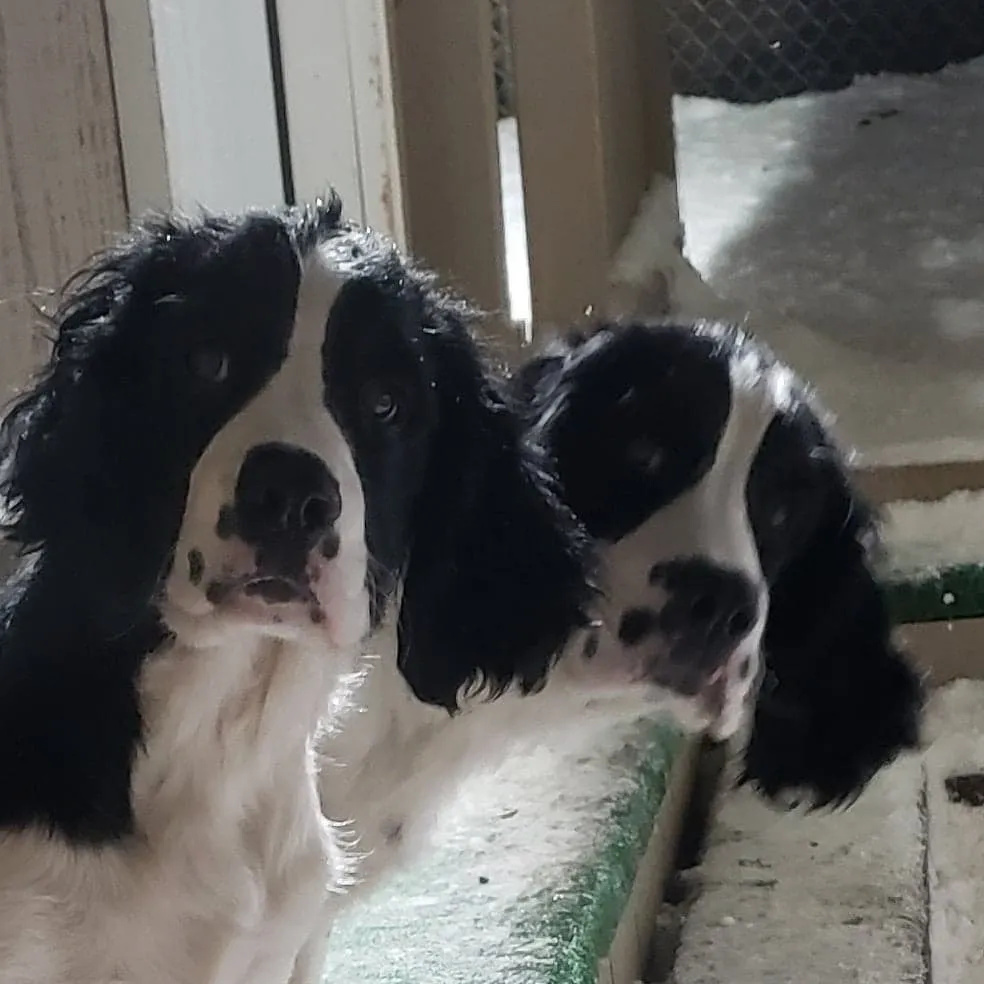 Black and white dogs by a door