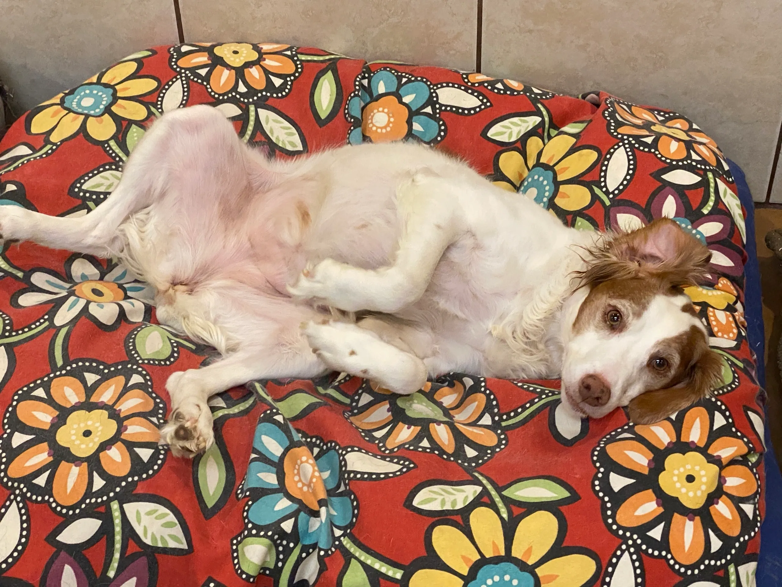 Cute dog resting on flower design blanket