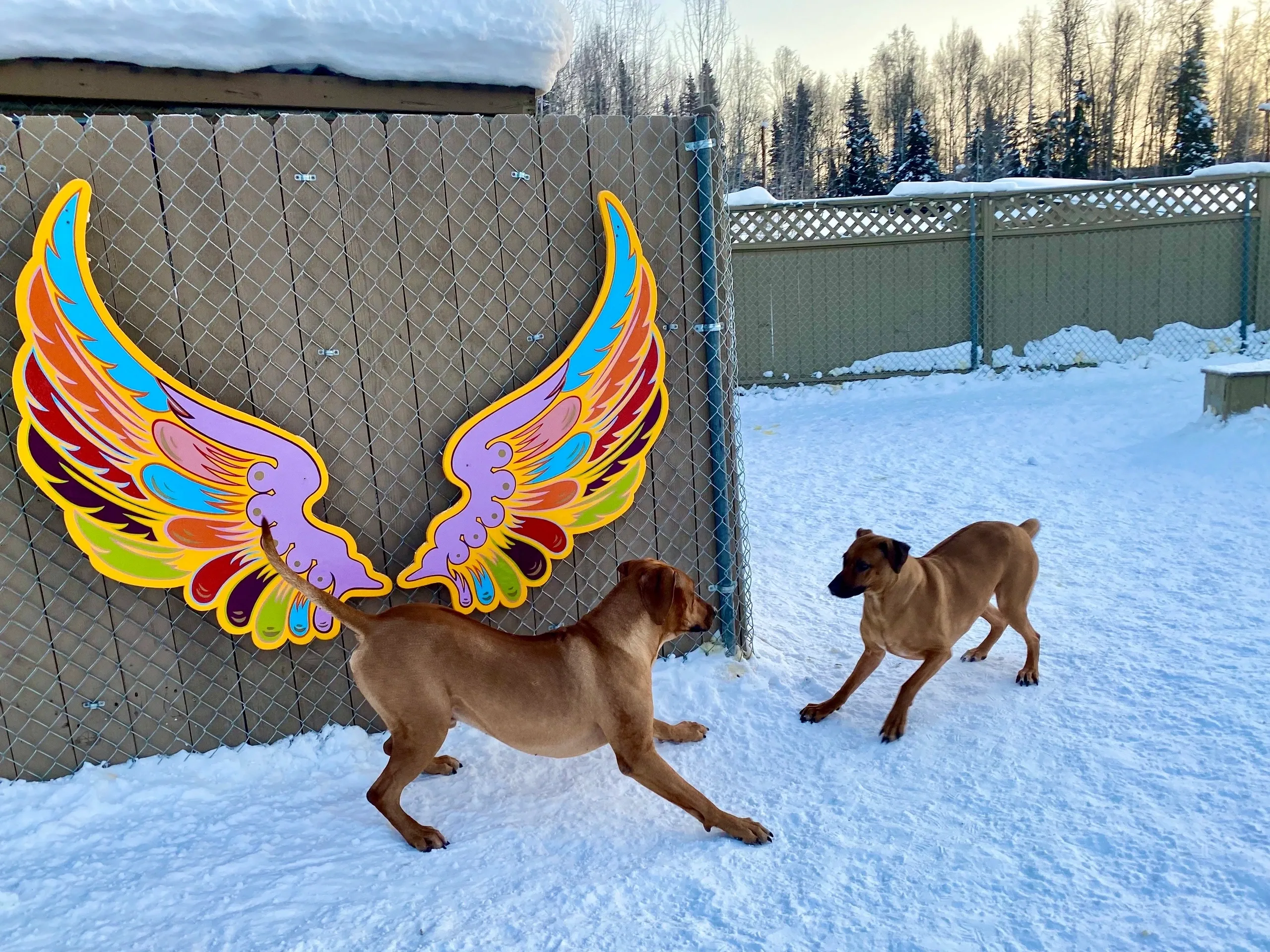 Playful dogs beside vibrant wall art