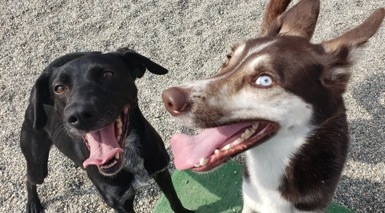 Playful dogs enjoying outdoors