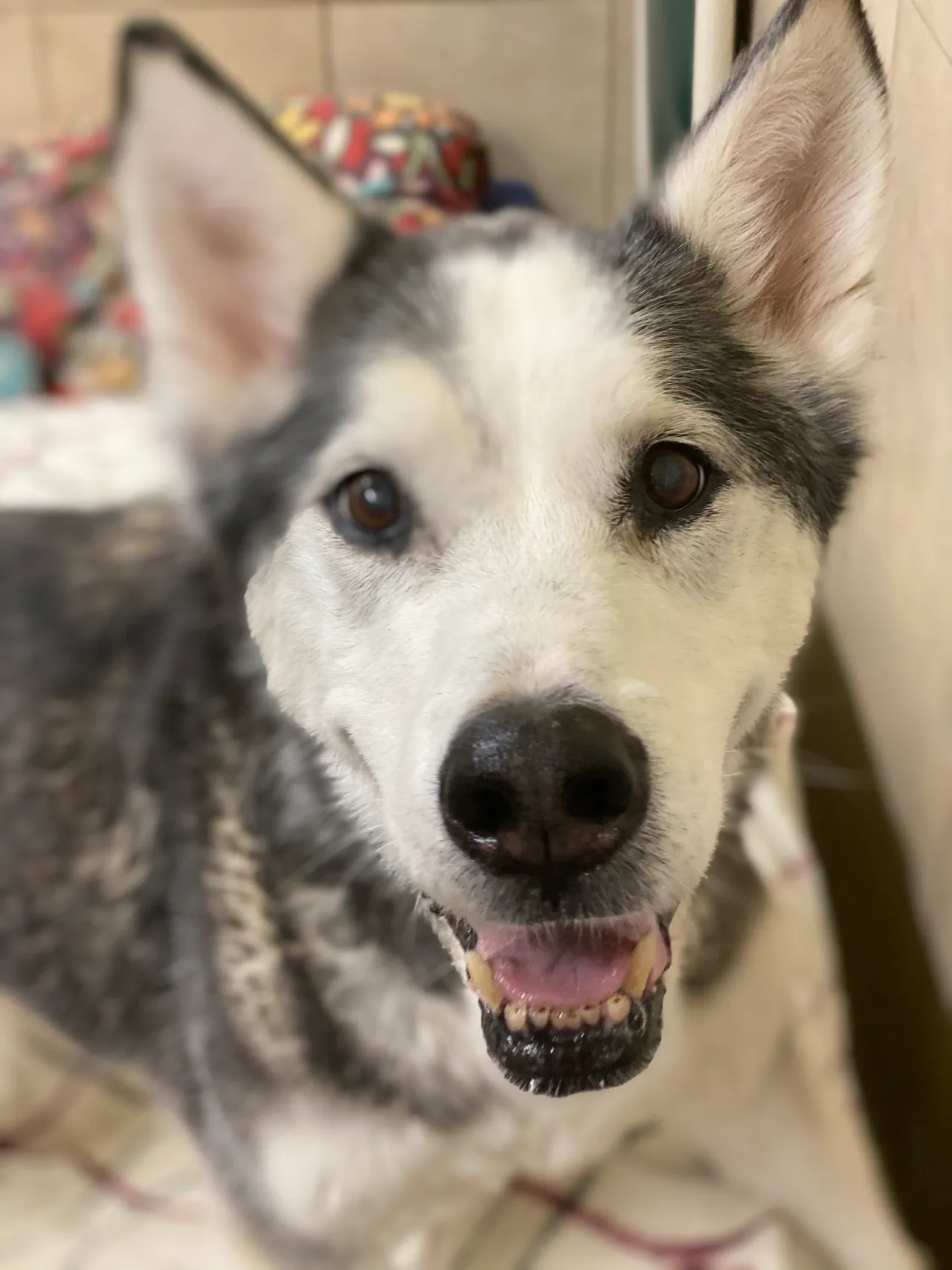 Happy husky with bright eyes