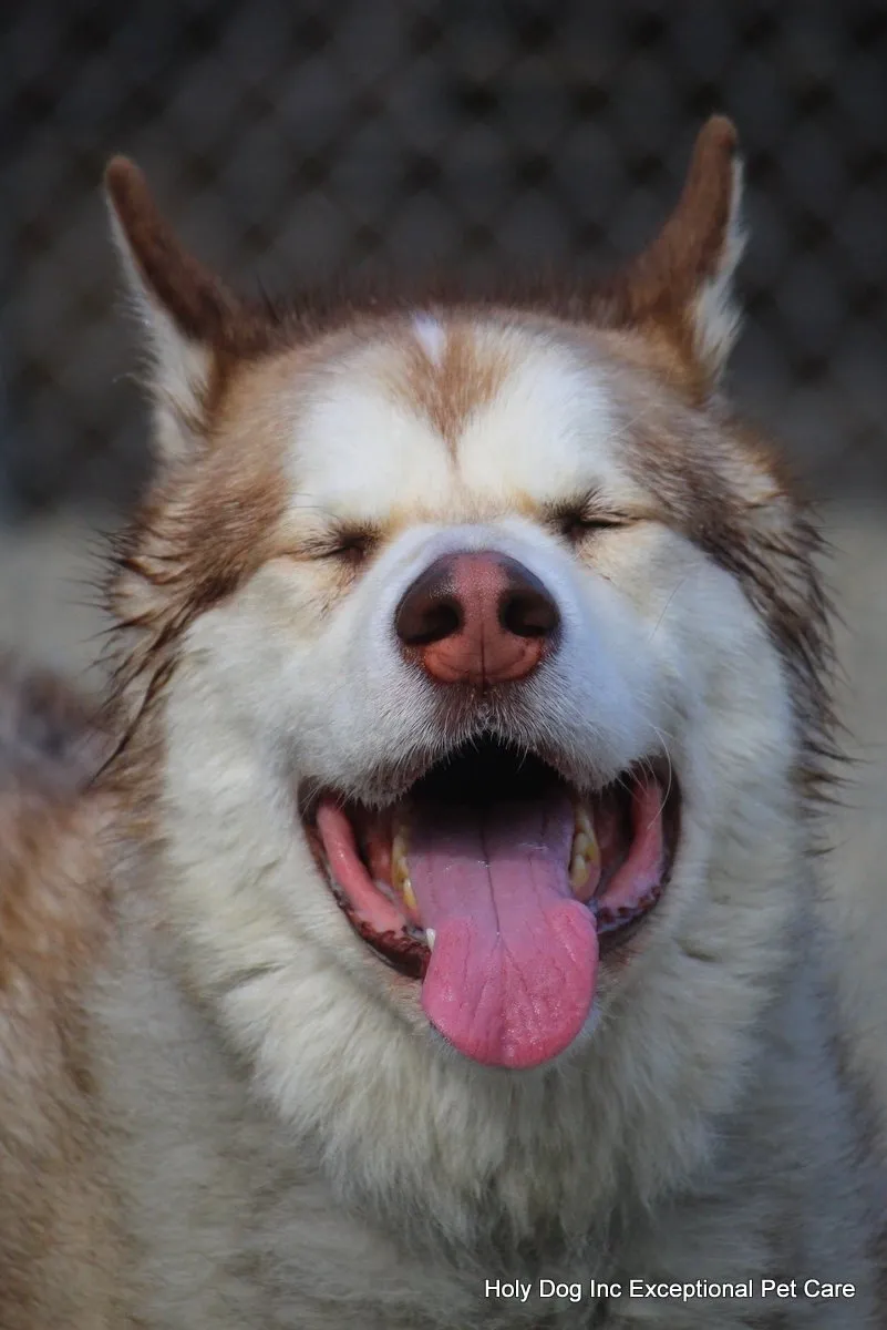 Fluffy husky enjoying sunlight