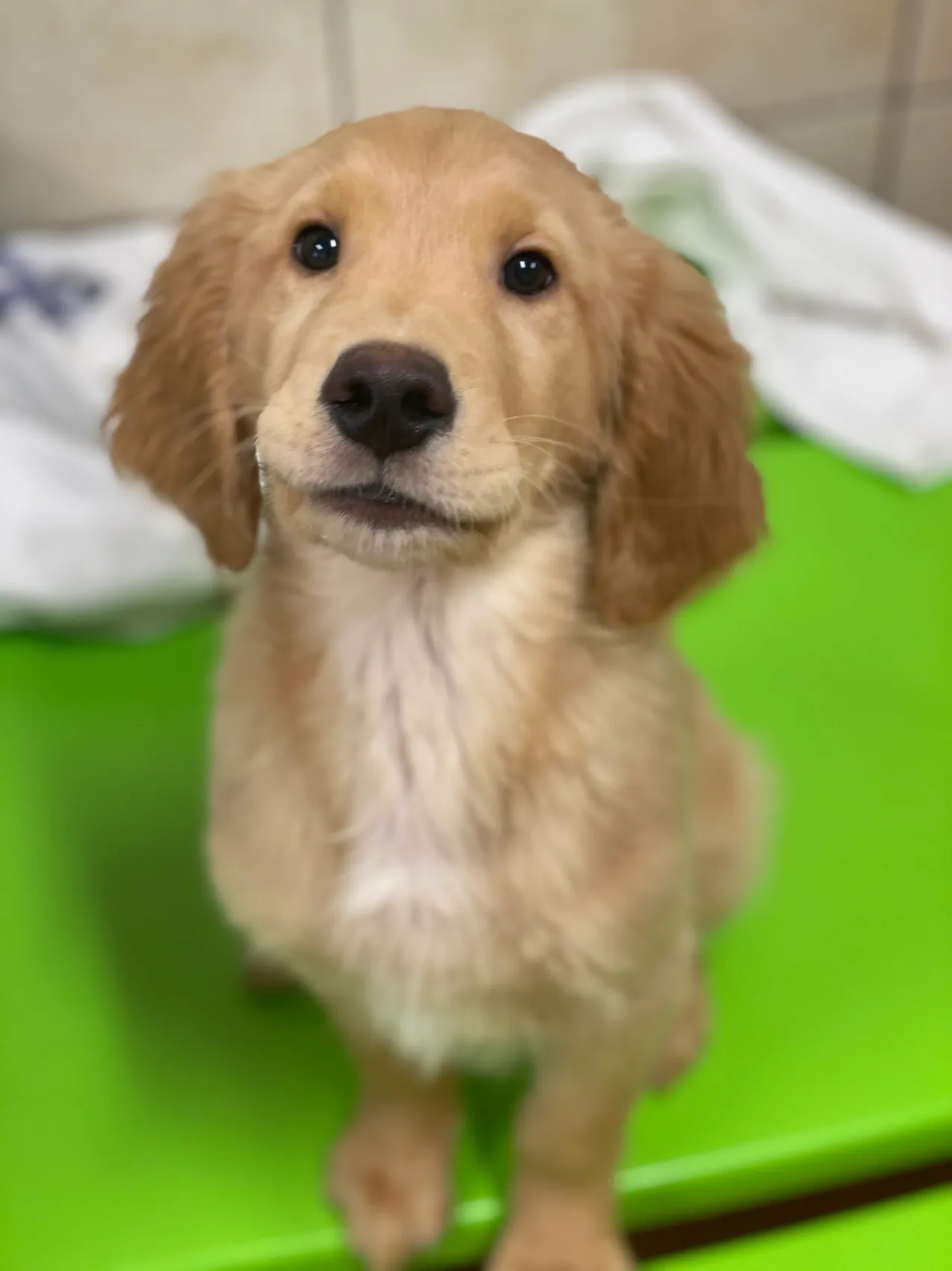 Golden retriever puppy sitting on green surface.