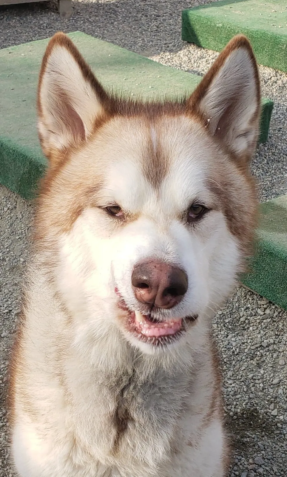 Smiling dog sitting outside