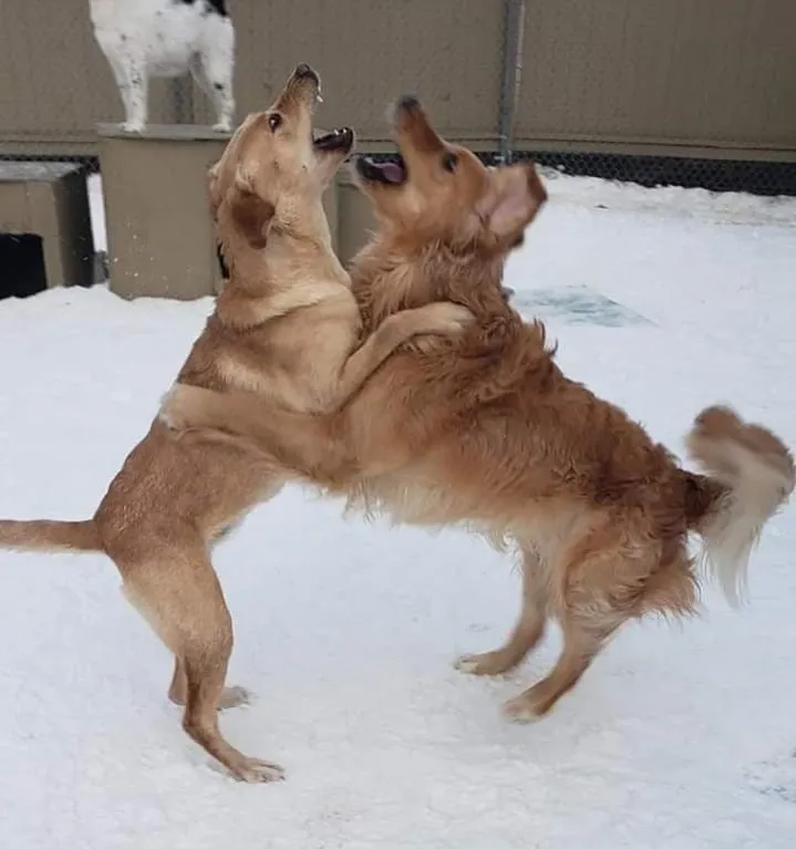 Two dogs playing in the snow
