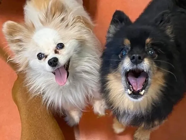Fluffy dogs with open mouths