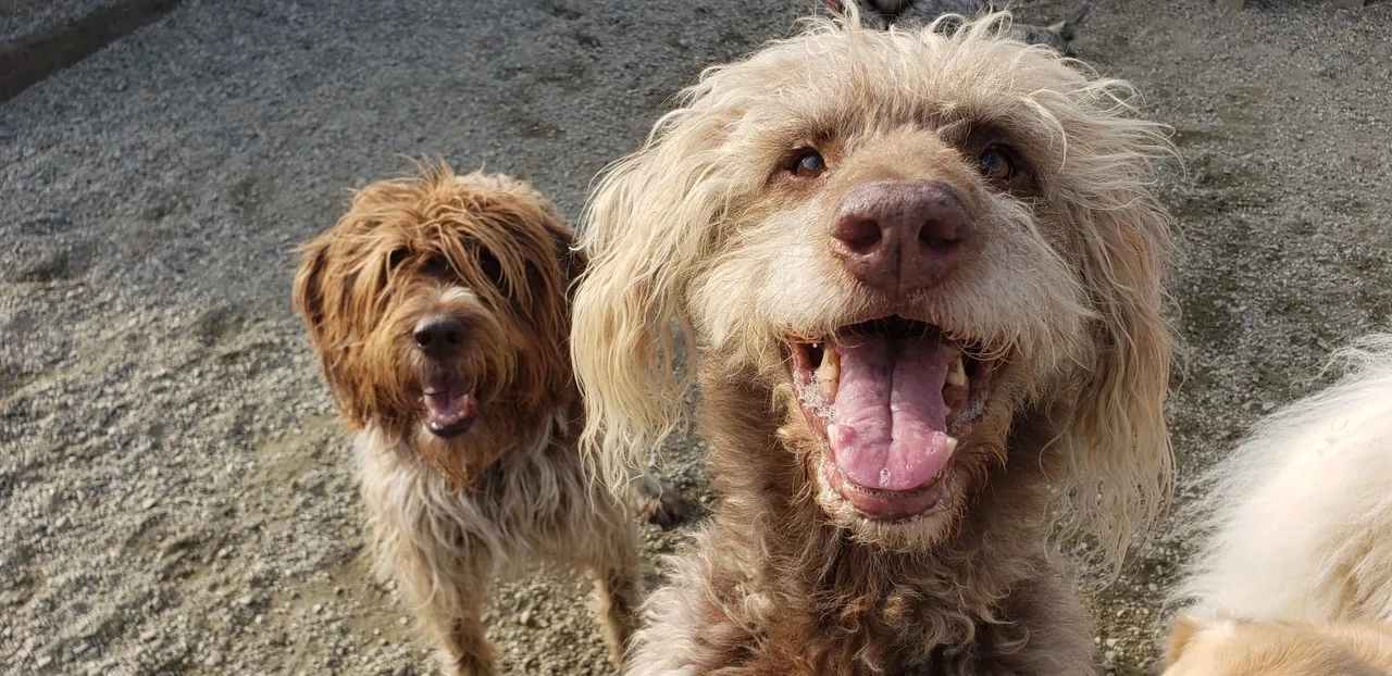 Fluffy dogs with open mouths outdoors
