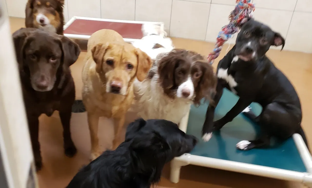 Group of dogs in a room