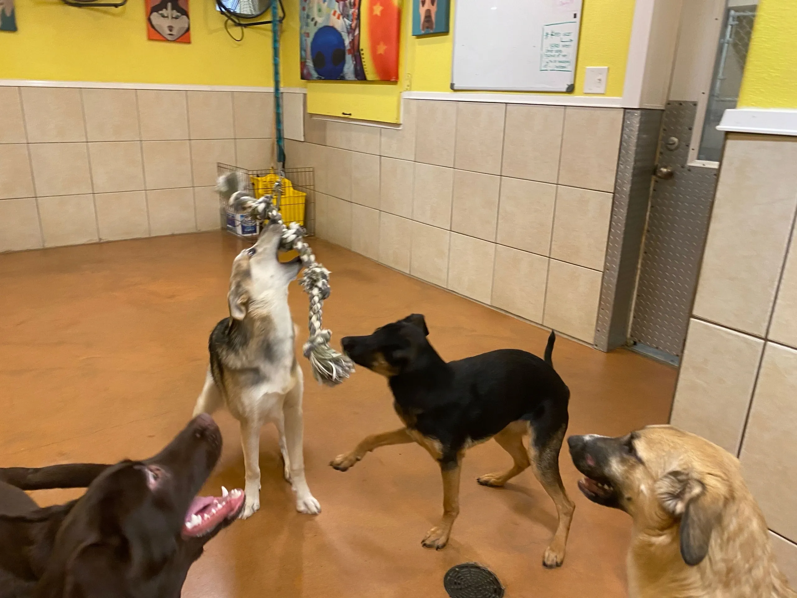 Group of dogs in a room