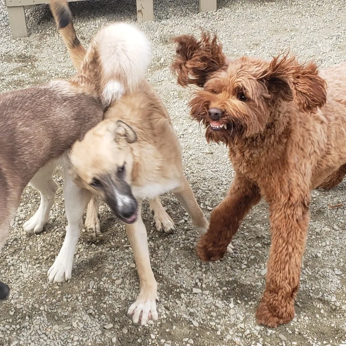 Happy brown dog with friends