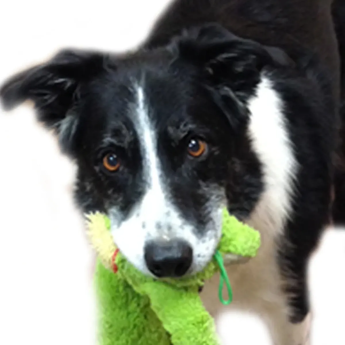 Dog holding a green plush toy