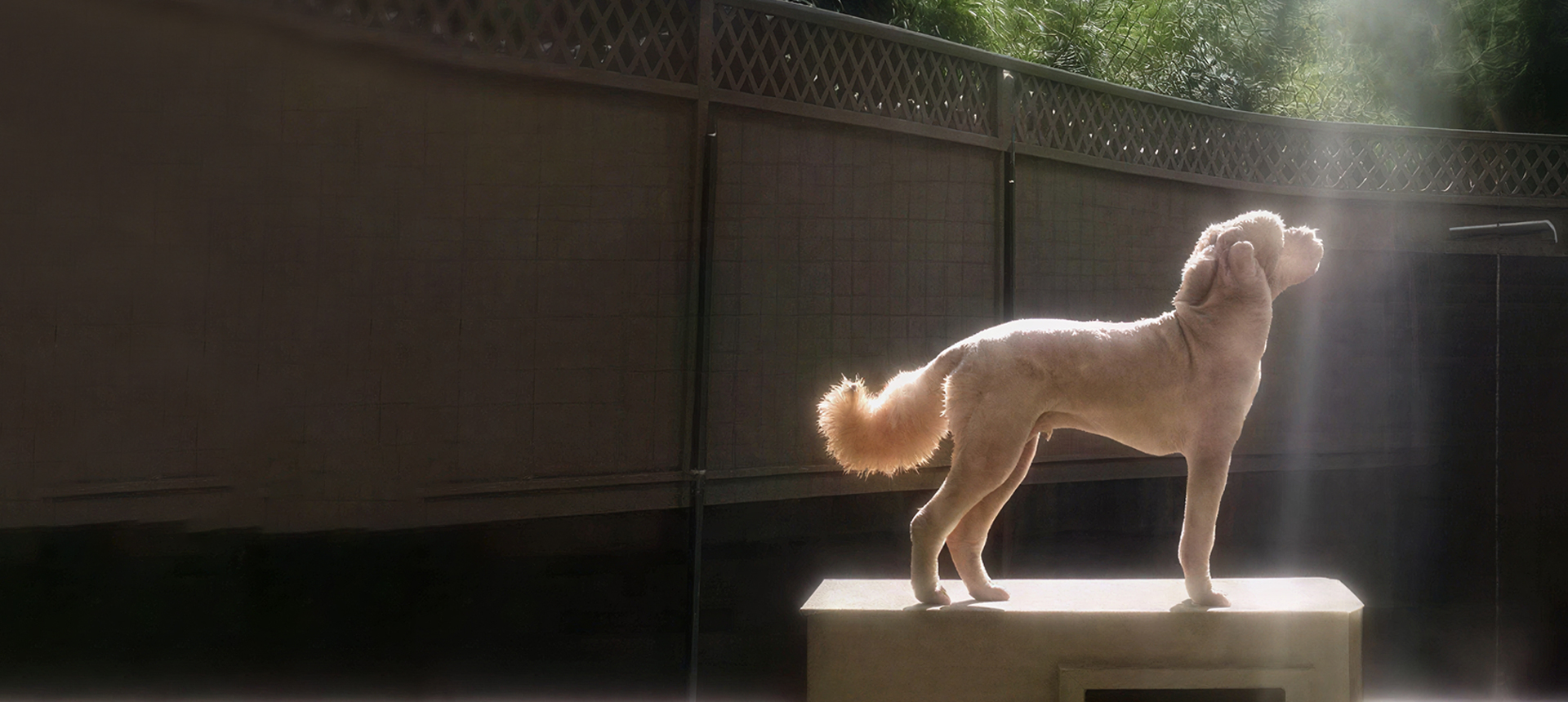 A dog standing on a ledge near a fence in a backyard.