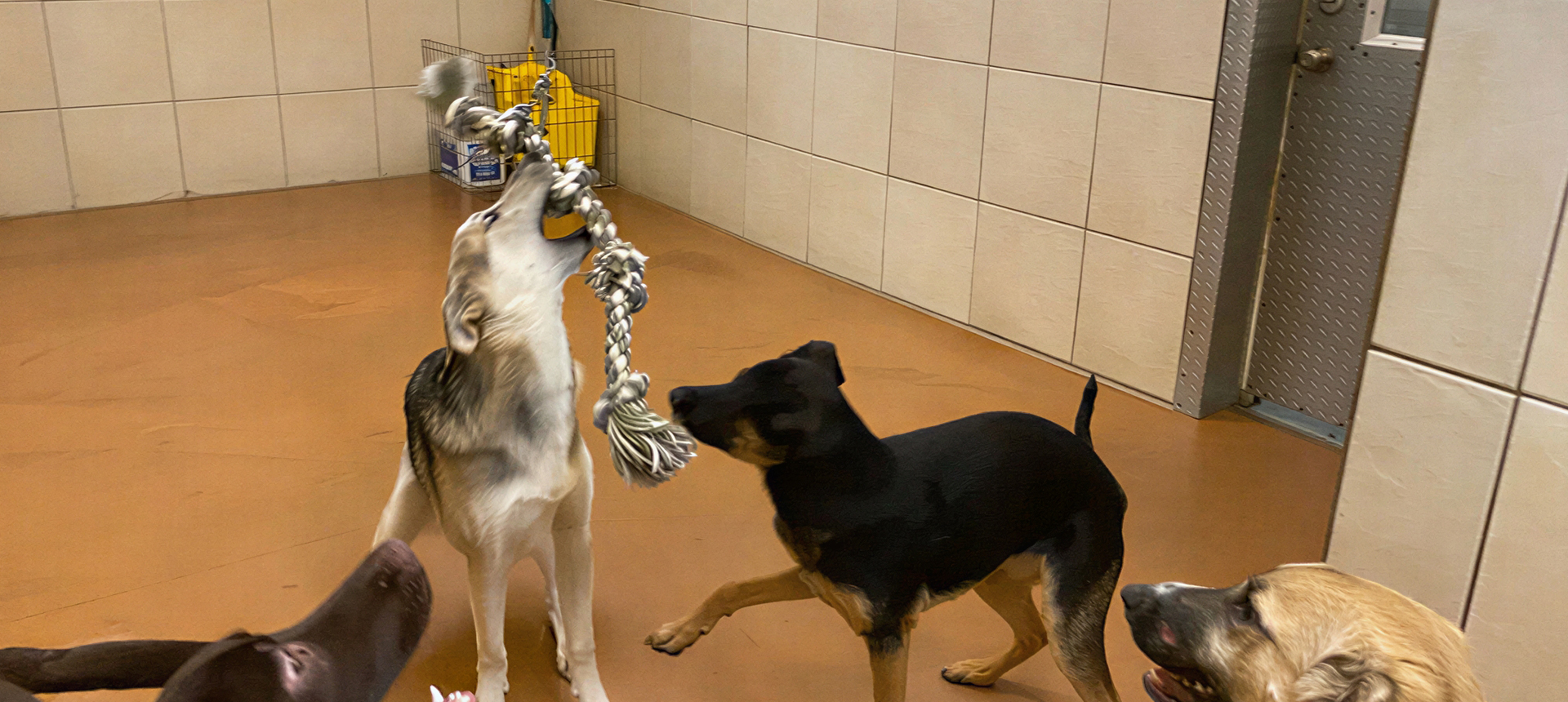 Two dogs playing with a rope toy indoors on a tiled floor.