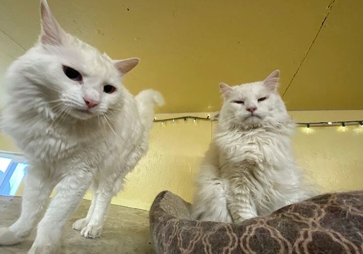 Two white cats with soft fur