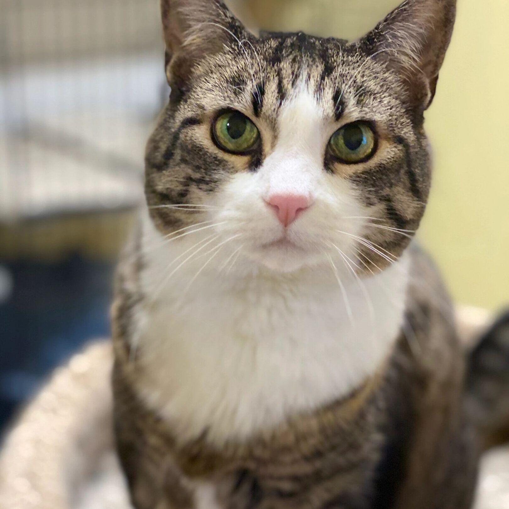 Striped cat with white chest indoors.