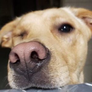 Dog resting head on surface