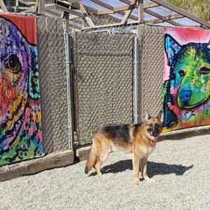 German Shepherd beside vibrant dog paintings