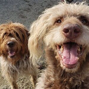 Two fluffy dogs smiling