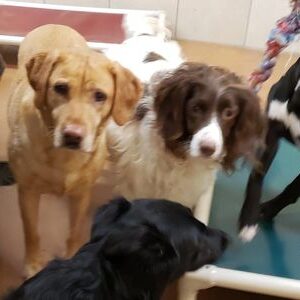 Group of dogs sitting together