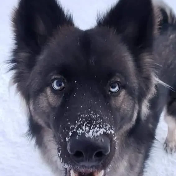 Husky with snow on its snout