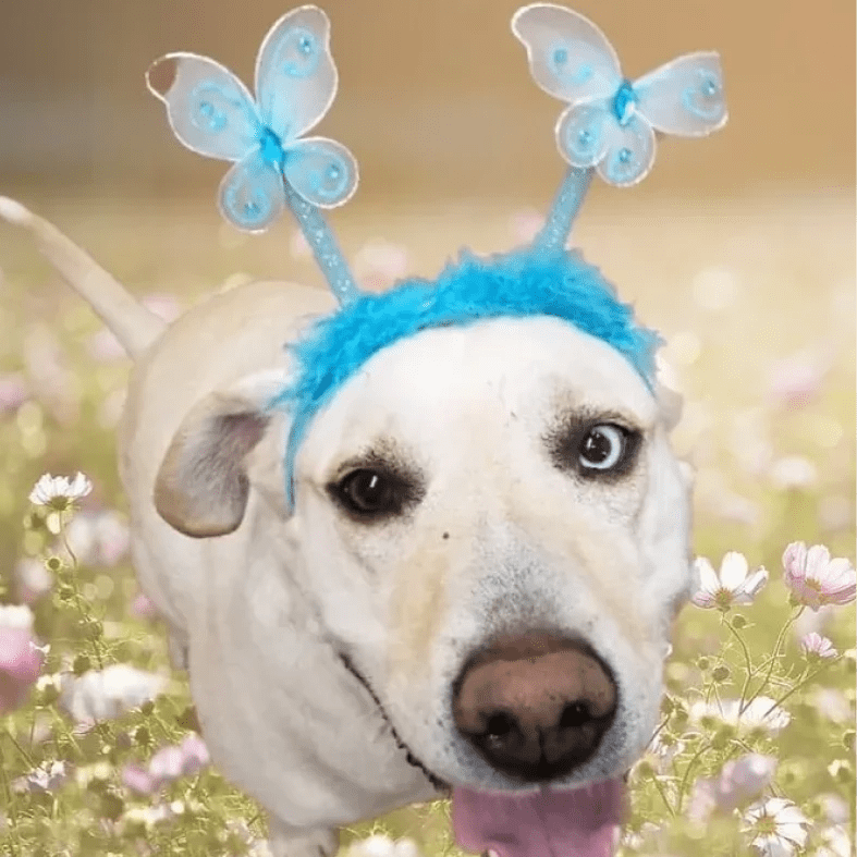 A dog wearing a blue butterfly headband in a flower field.