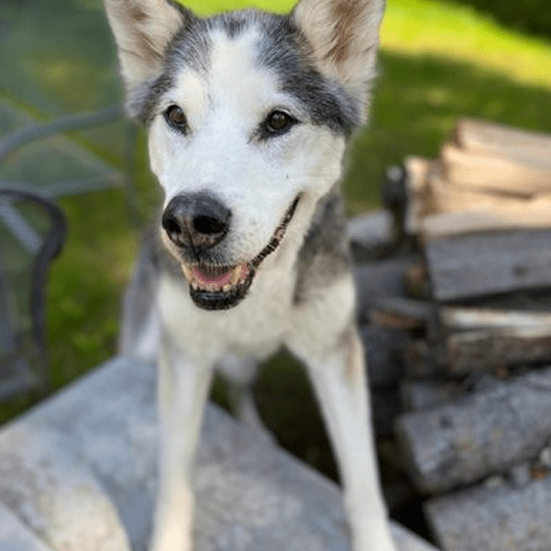 Happy husky dog sitting outdoors on a sunny day.