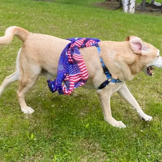 Dog wearing American flag harness walking