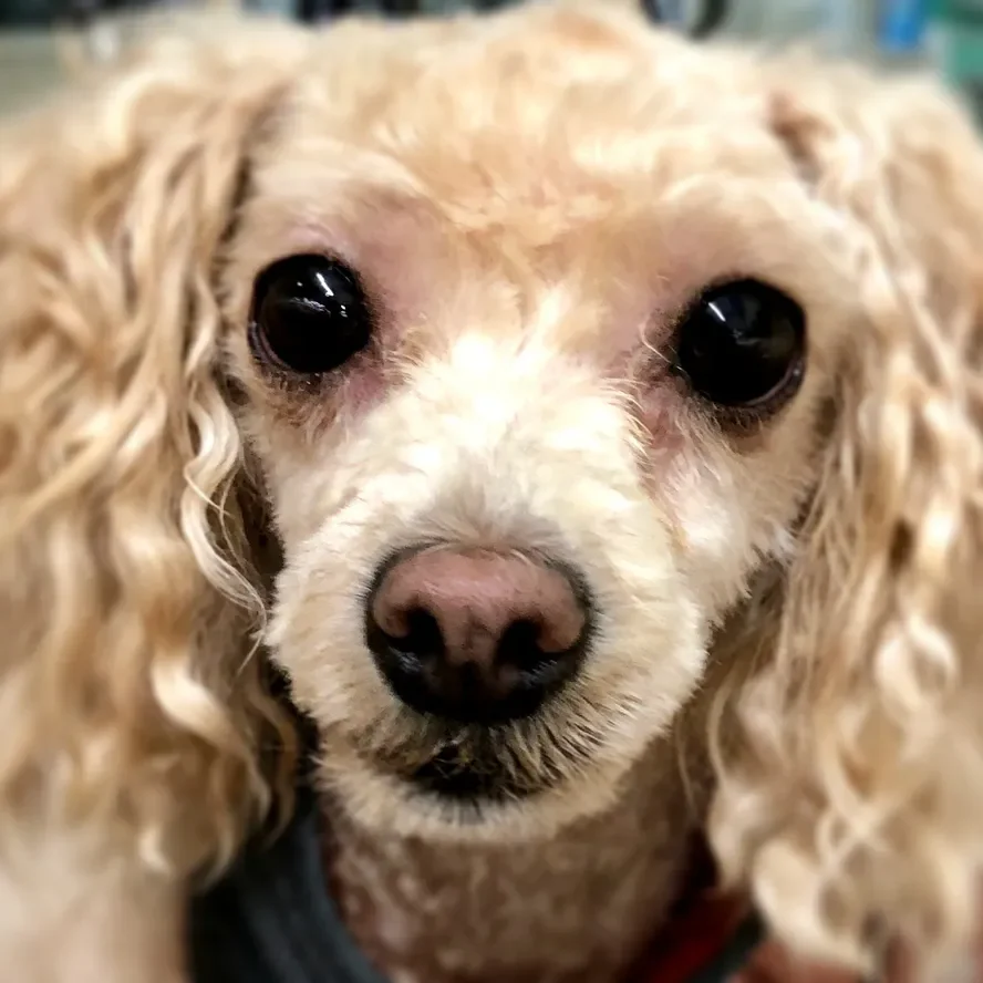 Close-up of a fluffy poodle