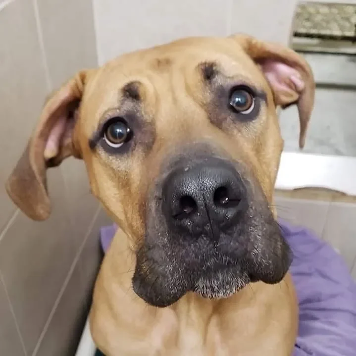 Close-up of curious dog's face
