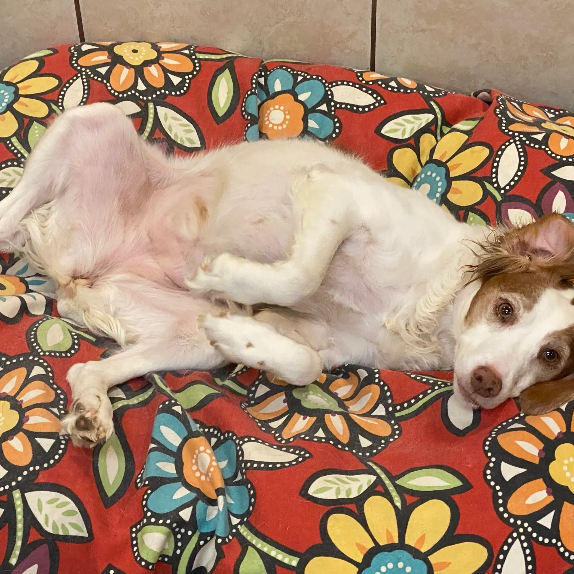 Cute dog resting on flower design blanket