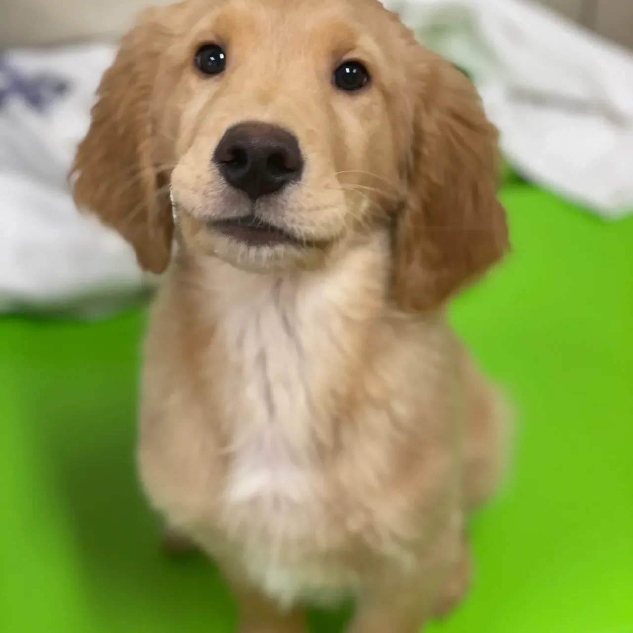 Golden retriever puppy sitting on green surface.
