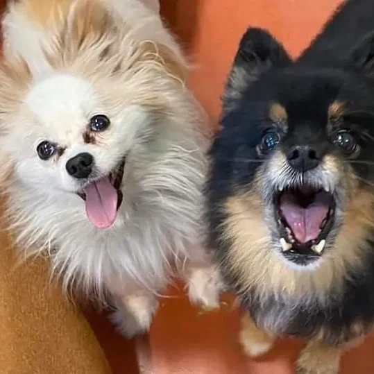 Fluffy dogs with open mouths