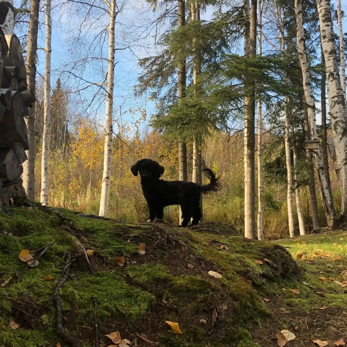 Black dog on mossy terrain