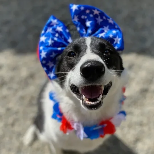 Happy dog wearing patriotic bow