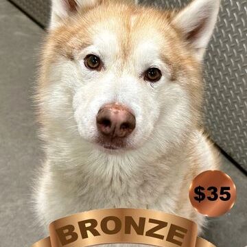 Fluffy dog with bronze price tag