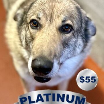 Gray dog with platinum banner