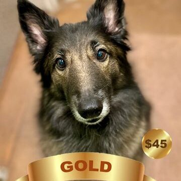 Fluffy dog with $45 sticker