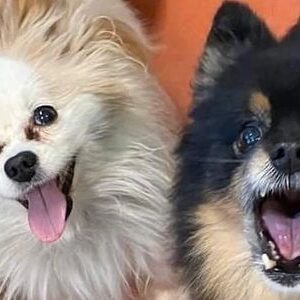 Happy dogs with open mouths
