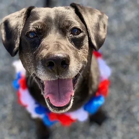Cheerful dog with red, white, blue garland